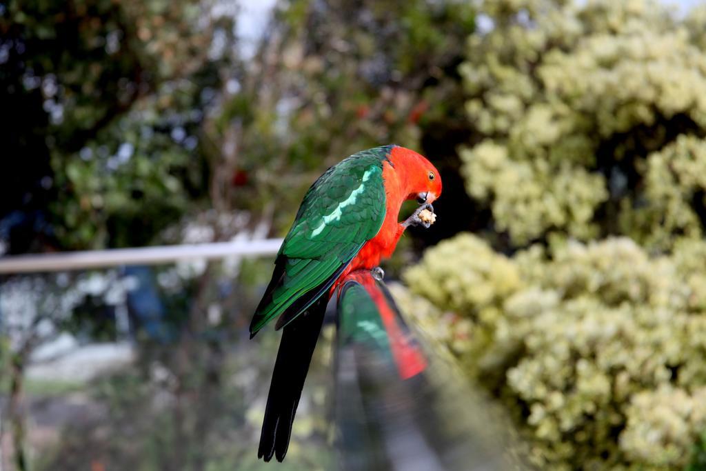Beachside Entertainer Leilighet Apollo Bay Rom bilde